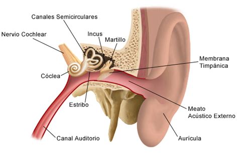 Otitis media (infección del oído medio) - Stanford Medicine Children's ...