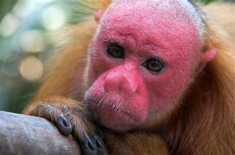 Bald Uakari | Uakari, Monkey species, Nature animals