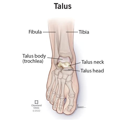 Talus Bone: Anatomy, Function & Common Conditions