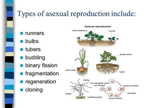 Bacteria Asexual Reproduction