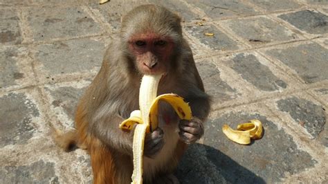 monkey eat banana - YouTube