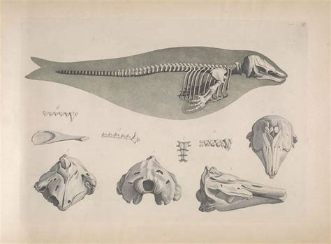 Narwhal Anatomy Diagram - Wiring Diagram Pictures