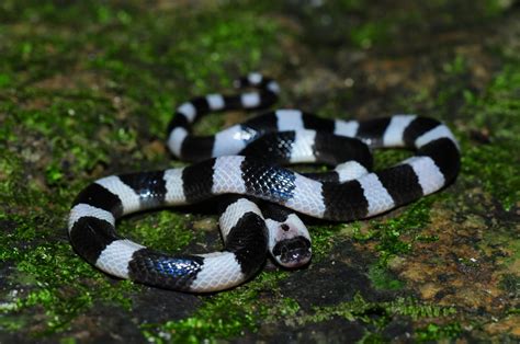 Top 6 most Venomous Snakes | Fun Animals Wiki, Videos, Pictures, Stories