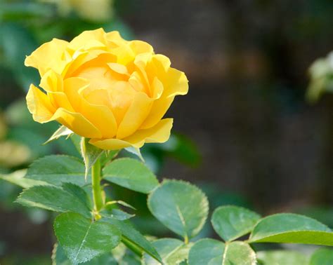 Beautiful Yellow Rose - Birds and Blooms