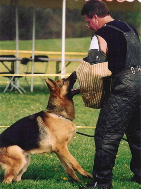 Shutzhund Training At Its Finest With Mittelwest German Shepherds