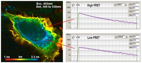 Protein Interaction Experiments by FRET Fluorescence