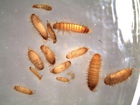 Khapra Beetle: Identification, Life Cycle, Damage, Treatment, FAQs