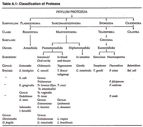 Protozoa Classification | Biology diagrams, Laboratory science ...