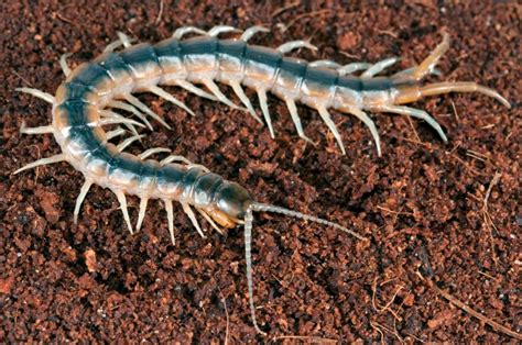 Stunning Centipede Image - Explore the World of Venomous Creatures