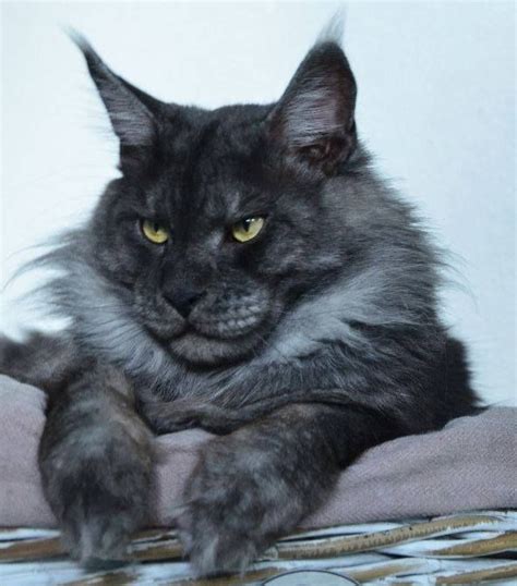 about maine coon cats ny: Black Maine Coon Cat Breeds