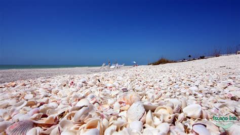 Sanibel Island Shelling | Island Inn Sanibel