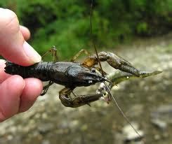 Habitat - Crayfish