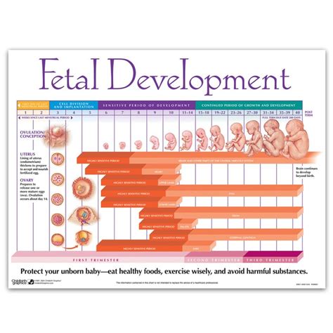 Weekly Fetal Development Chart | Childbirth Graphics