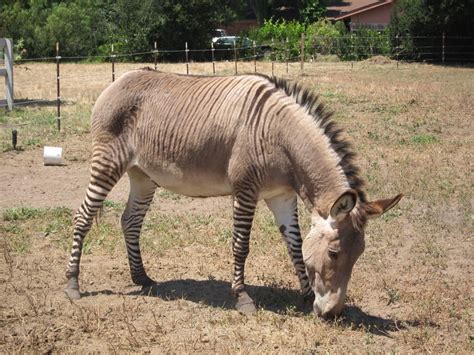 What is a Zonkey? Zebra Donkey Zebadonk Cross Information