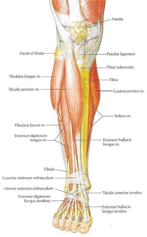 Image result for muscles in front of leg | Músculos da perna, Anatomia ...