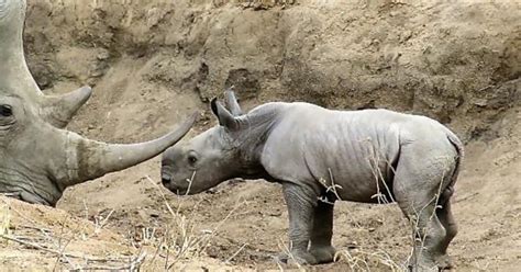 Baby rhino fascinated by his mom's horn - Yahoo TV