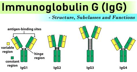 Immunoglobulin G (IgG)- Structure, Subclasses and Functions