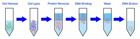 Genomic DNA Extraction Kit - Cell / Tissue - Cepham Life Sciences ...