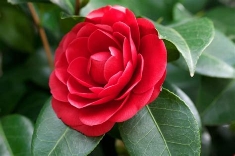 KOO Retails Red Camellia Flower Plant in Pot, (Red Rose) : Amazon.in ...