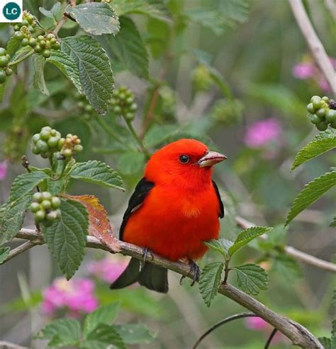 Chim Tanager đỏ cam Bắc Mỹ | Scarlet tanager (Piranga olivacea ...