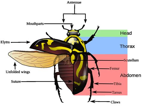 Parts Of A Beetle Diagram