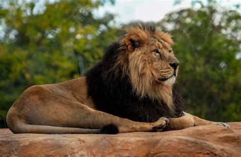 Gallery: First look at Chester Zoo's new lion habitat - Cheshire Live