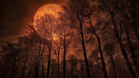 Enchanted Moonlit Forest - HD Wallpaper