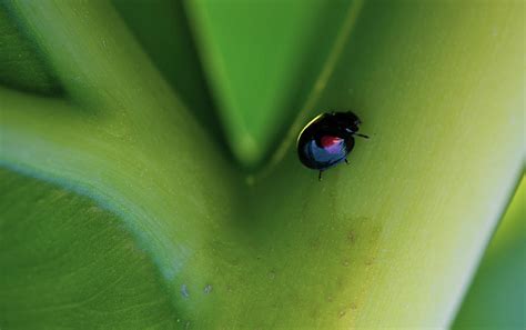 Black and Red Ladybug Photograph by Katy L - Pixels