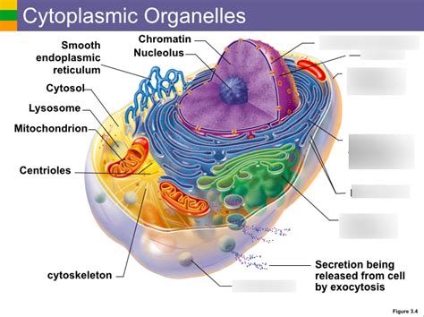 Diagram of CYTOPLASMIC ORGANELLES (RIGHT) | Quizlet