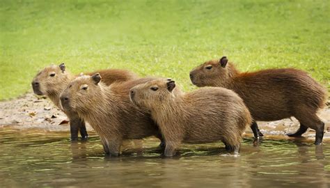 What Is a Group of Capybaras Called and How Do They Behave? - A-Z Animals