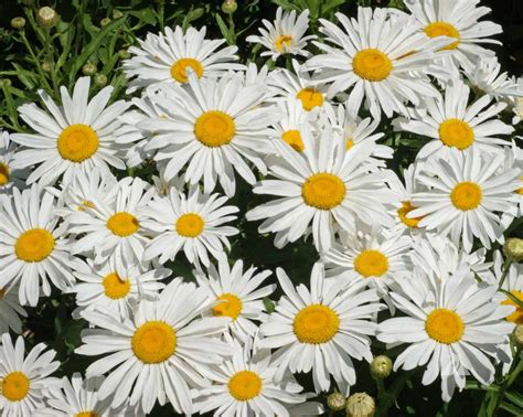 Shasta Silver Princess Daisy(Chrysanthemum maximum)|Applewood Seed