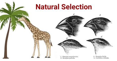 Natural Selection- Definition, Theory, Types, Examples