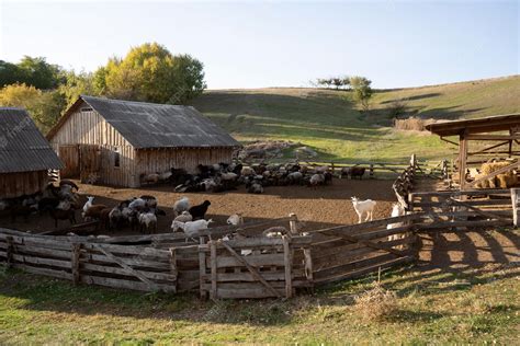 Free Photo | Rural life concept with farm animals