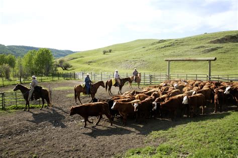 Cattle aren’t actually killing the planet, says vegetarian rancher ...