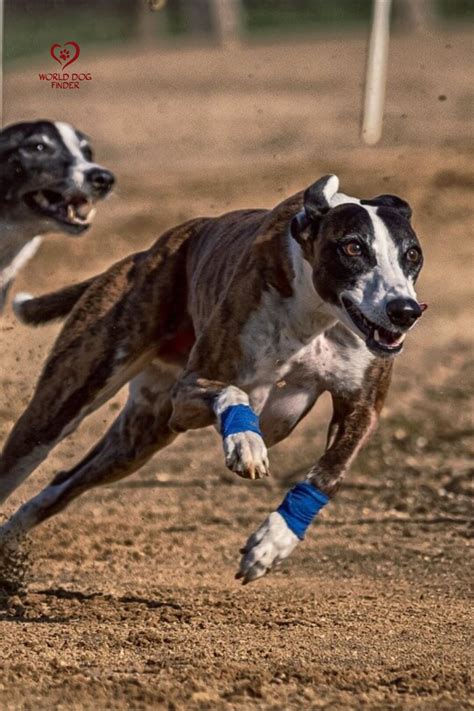 Greyhound - Fastest dog breed | Dog exercise, Dog breeds, Grey hound dog