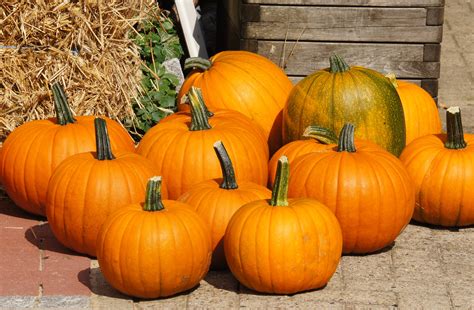 Free Images : decoration, harvest, produce, pumpkin, halloween ...