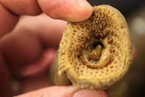 Amazing Diversity in Fish Dentition | OSU Bio Museum