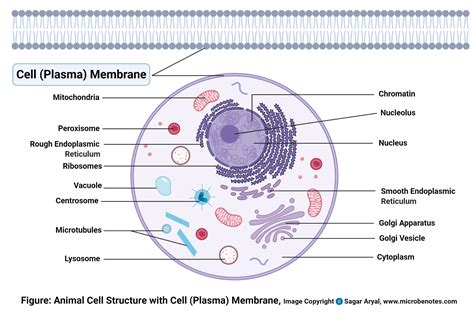 Animal Cell- Definition, Structure, Parts, Functions, Labeled Diagram