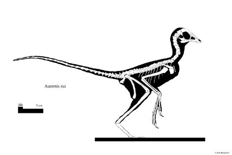 Aurornis Pictures & Facts - The Dinosaur Database