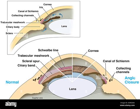 Canal Of Schlemm Histology