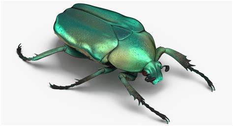 Green scarab beetle standing 3D model - TurboSquid 1375614