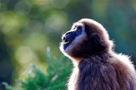 Gibbon Pictures | Download Free Images on Unsplash