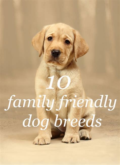 These are the top 10 family friendly dog breeds | Friendly dog breeds ...