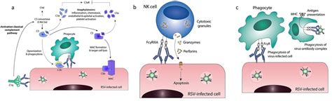 Antibodies 101: Fc Effector Functions