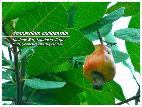 Garden Plants Cik Arn: Anacardium occidentale