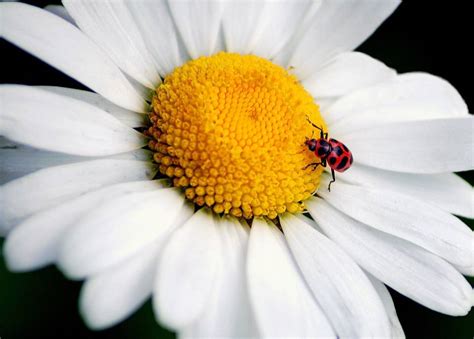 Ladybug on Daisy | Shutterbug