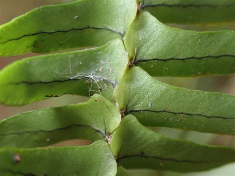 Nephrolepis cordifolia (Nephrolepidaceae) image 217265 at PhytoImages ...