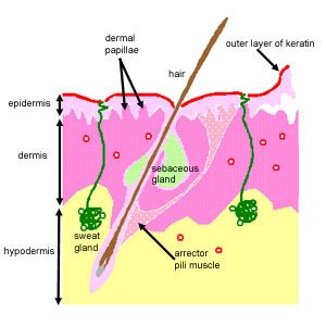 Human Epidermis Histology