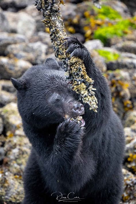 9 Essential Pieces Of Wildlife Photography Gear (+ One Myth!)