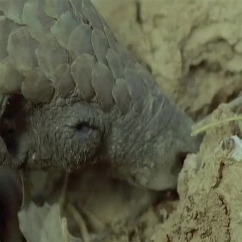 🔥 How Pangolins are able to eat up to 20,000 ants and termites a day. 🔥 ...